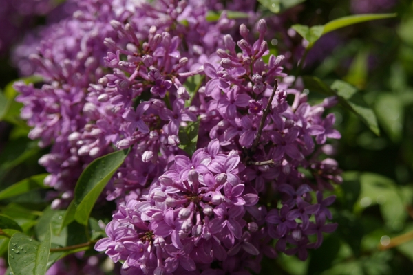ColleenDeputy-Purpleflowers